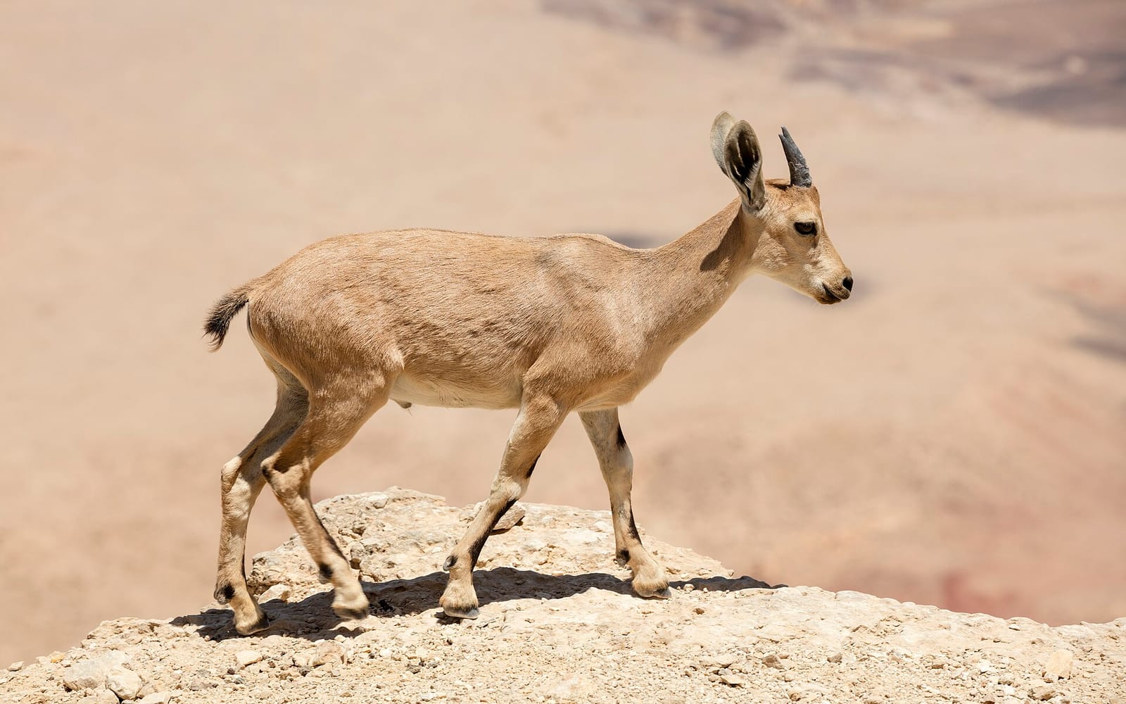 Negev, Israel