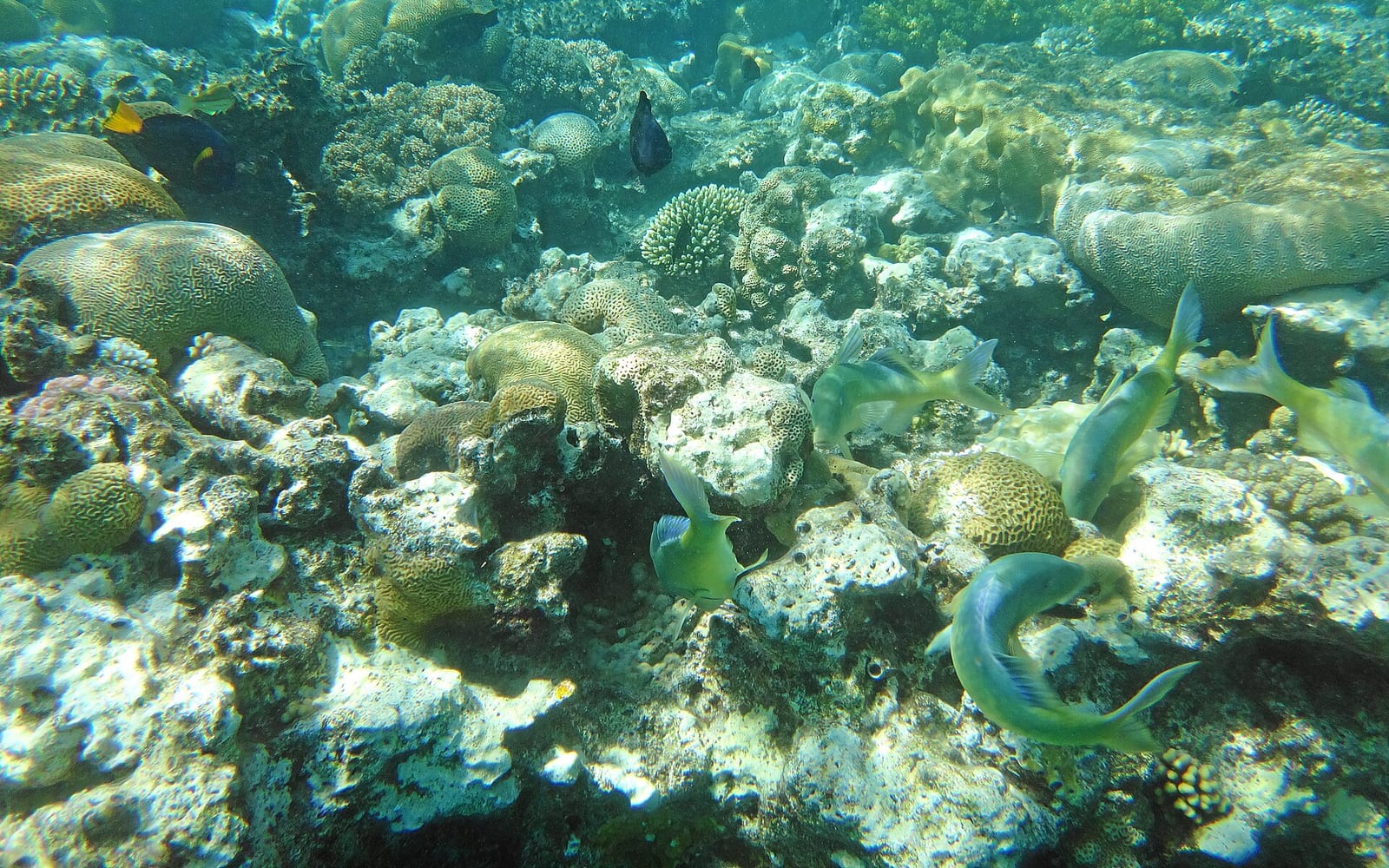 Coral Beach Eilat, Eilat