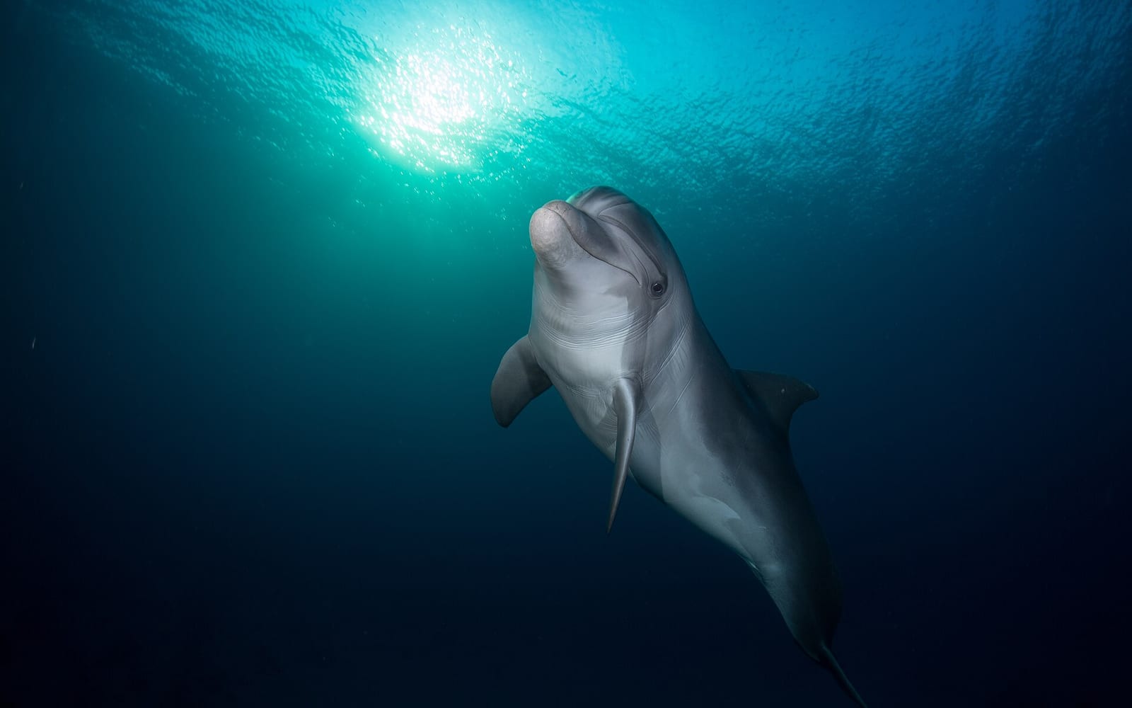 Dolphin Reef Eilat, Eilat