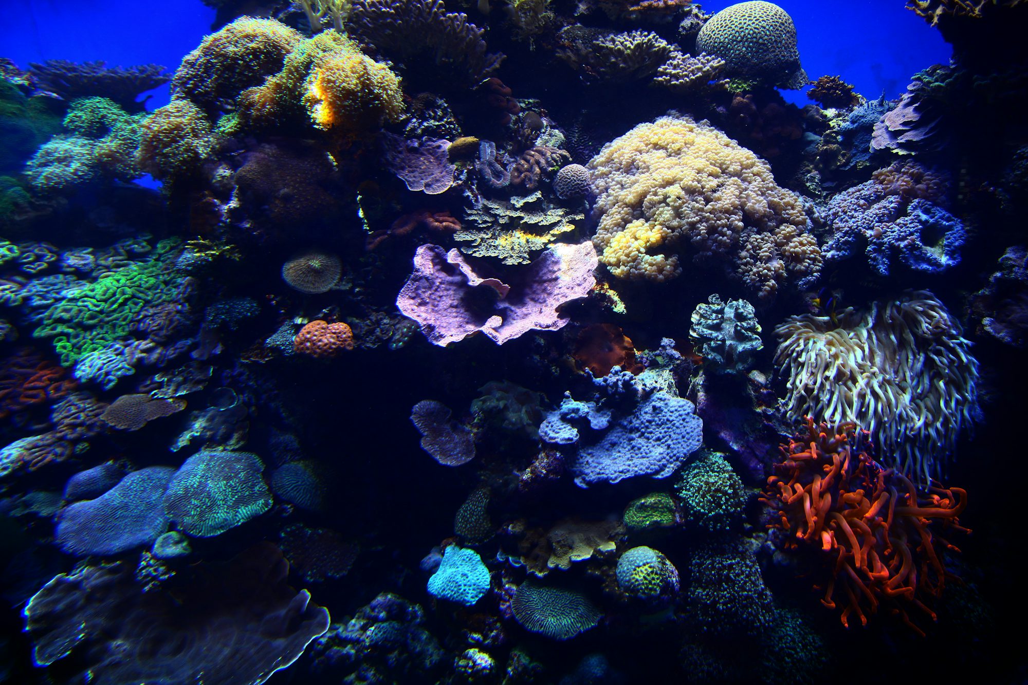 Red Sea coral reef with tropical fish near Eilat